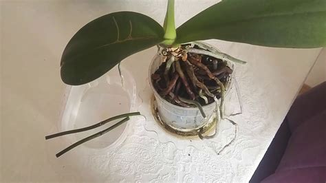 orkide nasıl çoğaltılır izle